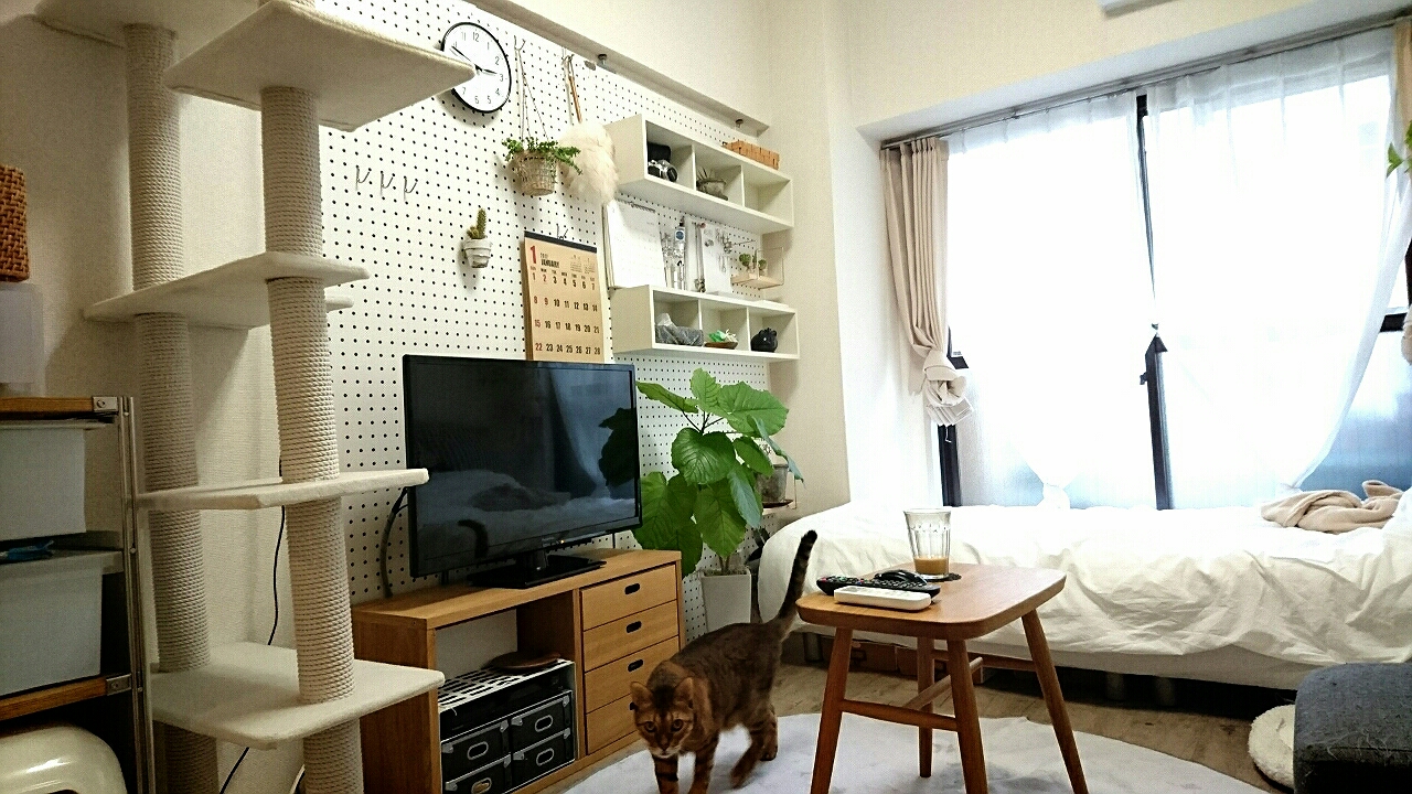 賃貸でも諦めない 壁掛けテレビ風 猫と部屋と私 整理収納アドバイザー