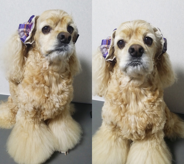 パフくんイヤーシュシュ