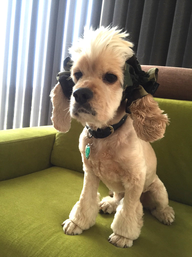 イヤーシュシュ お客様の声14 O だいもん部長ブログ