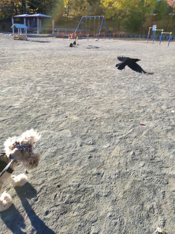IMG_20191120_080335