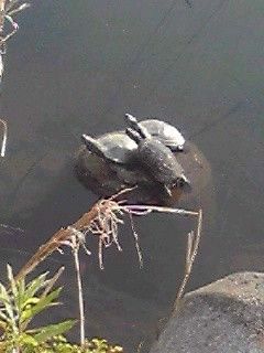 ナマズのはじまり たうりんのﾌﾞﾛｸﾞ