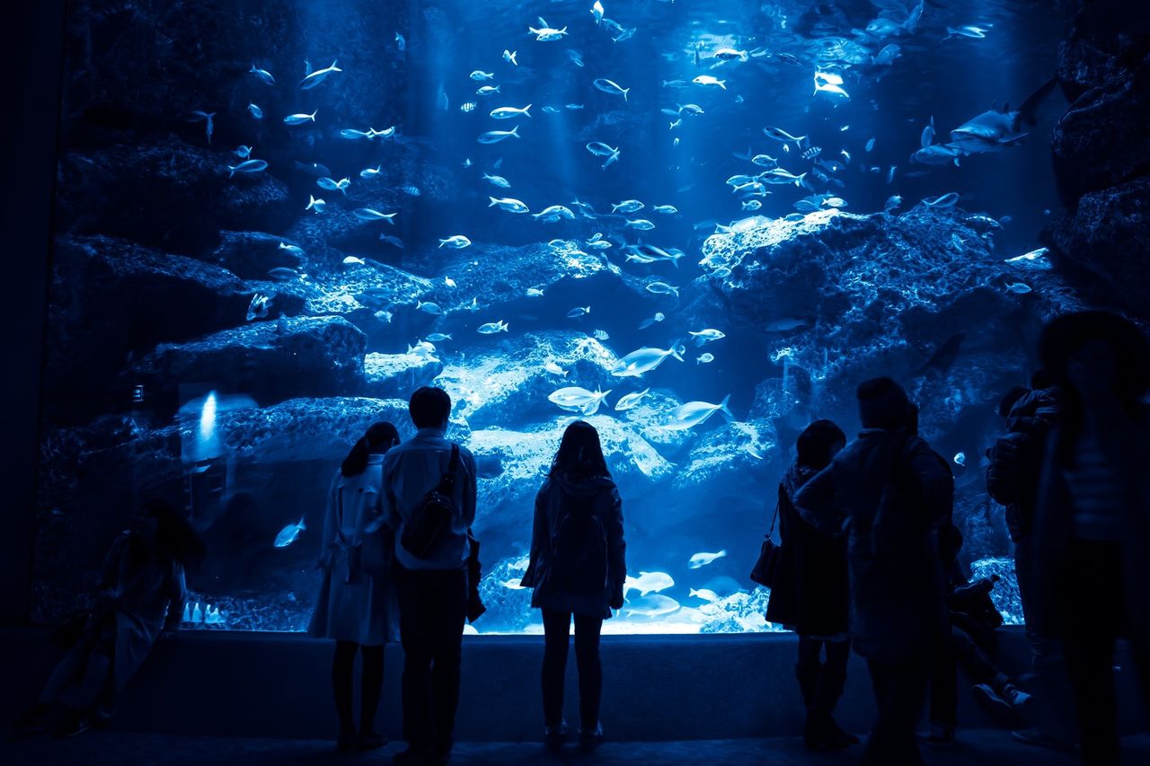 拷問官「水族館をひとりぼっちで1日かけて回れ」　ワイ「いやだあああああああ！！」