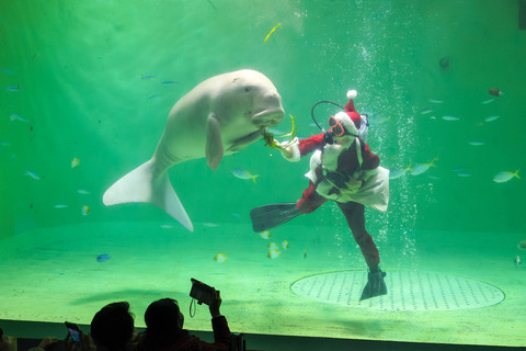 鳥羽水族館「2023年 クリスマスイベントイメージ画像(写真は2022年のもの)」