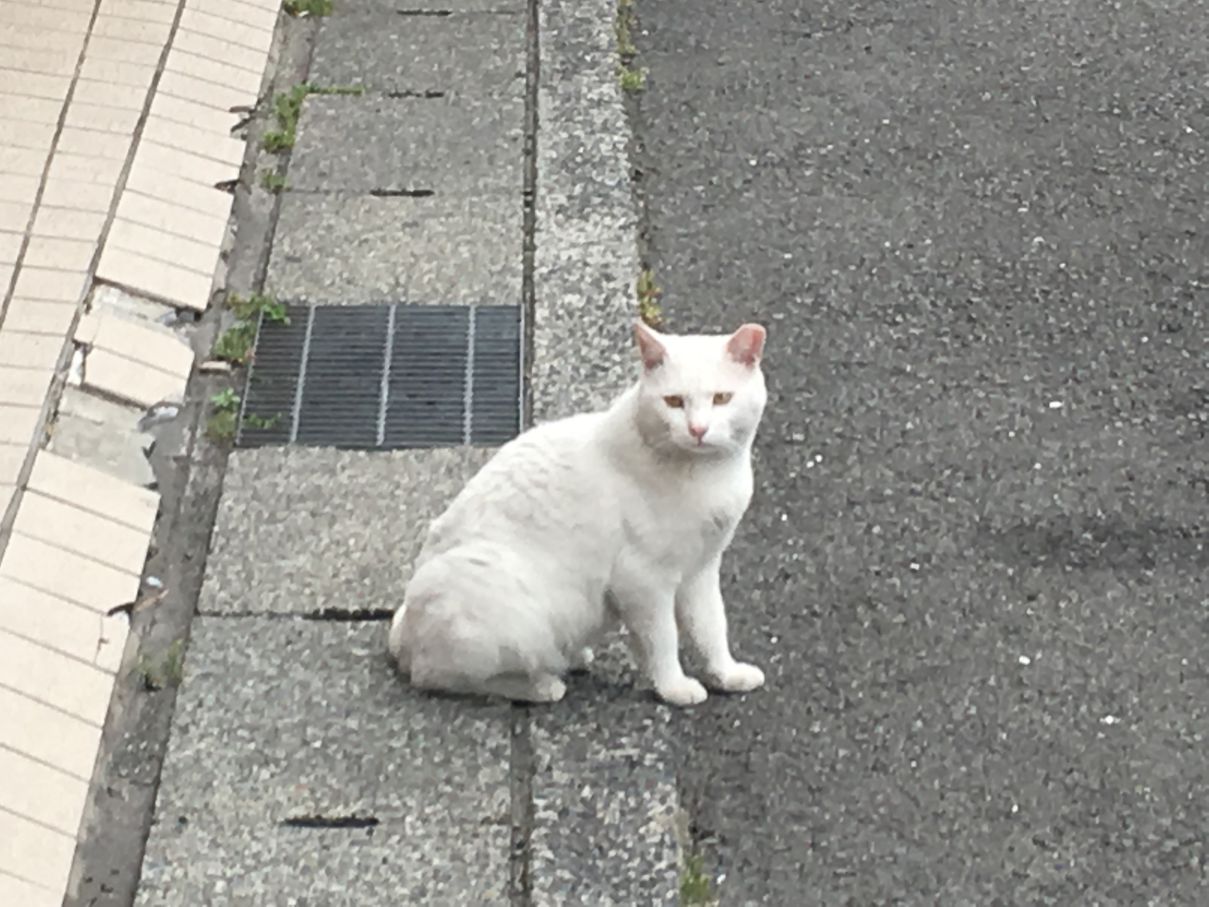 イメージ 7