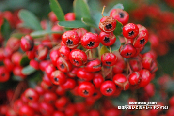 bonotsu0000486_003