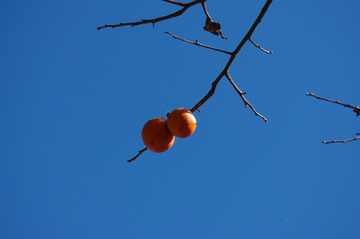 IMGP0964