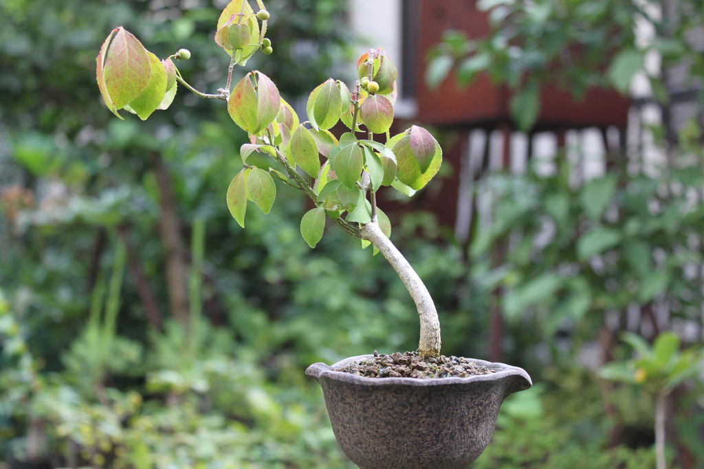 ナツハゼの紅葉 : ヒロシのミニミニ盆栽ワールド