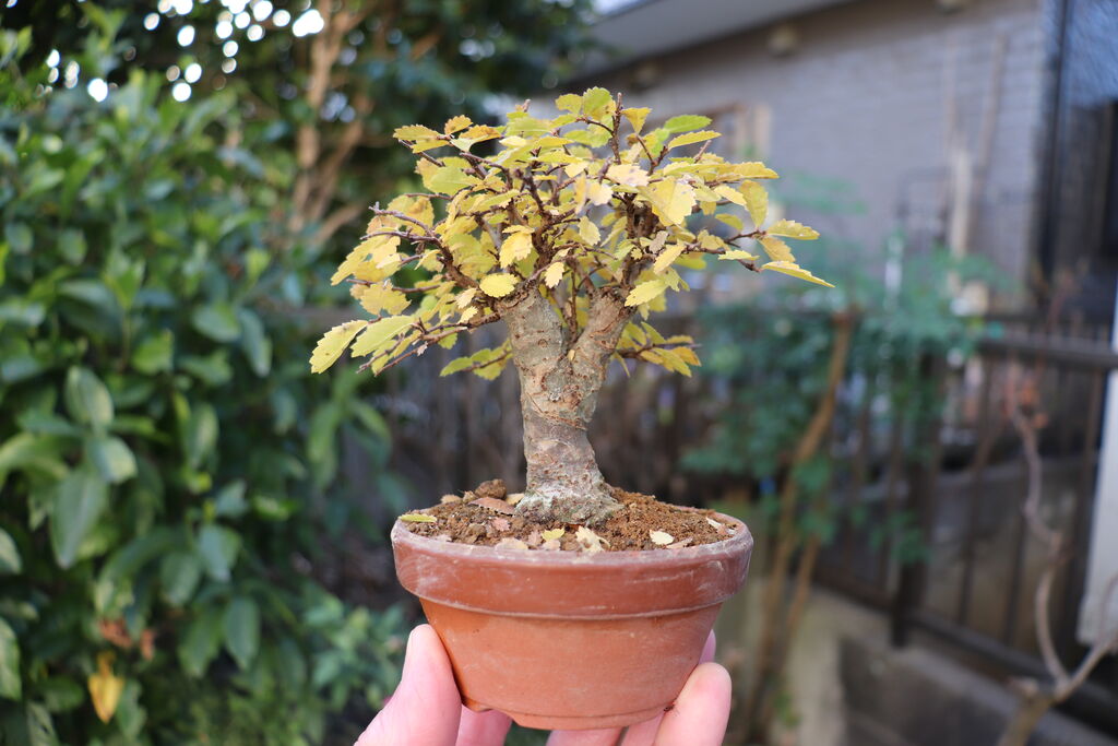 ニレケヤキ黄葉 : ヒロシのミニミニ盆栽ワールド