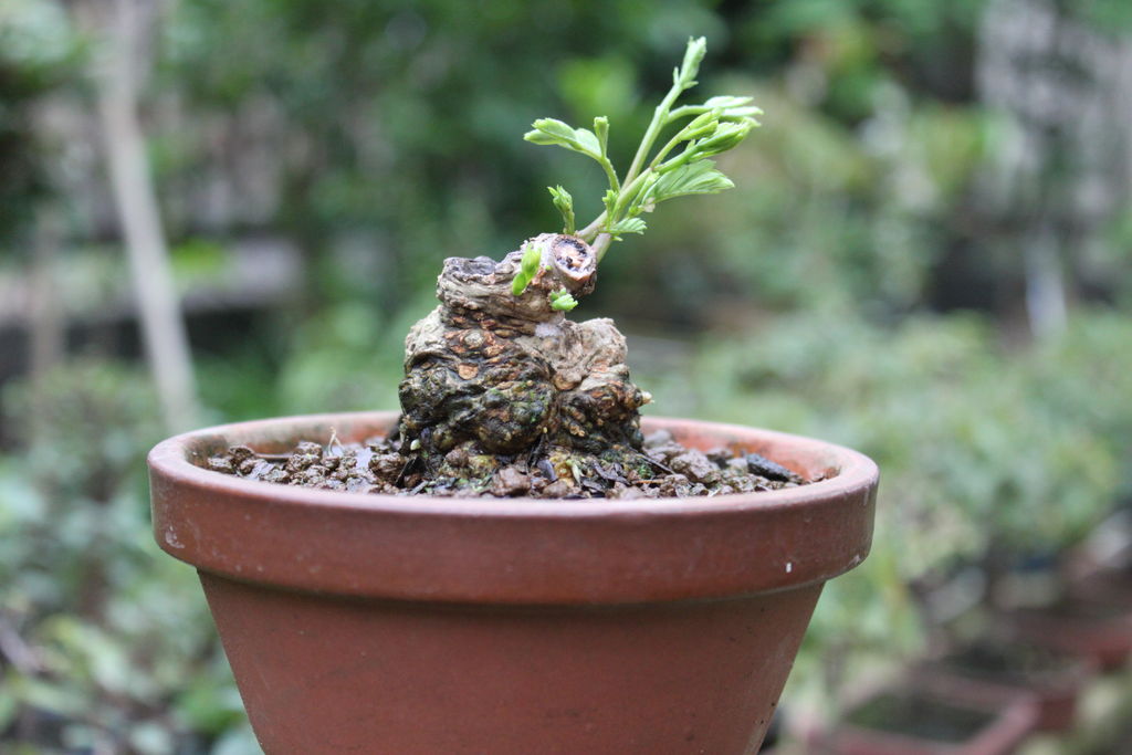 サンシュユ盆栽