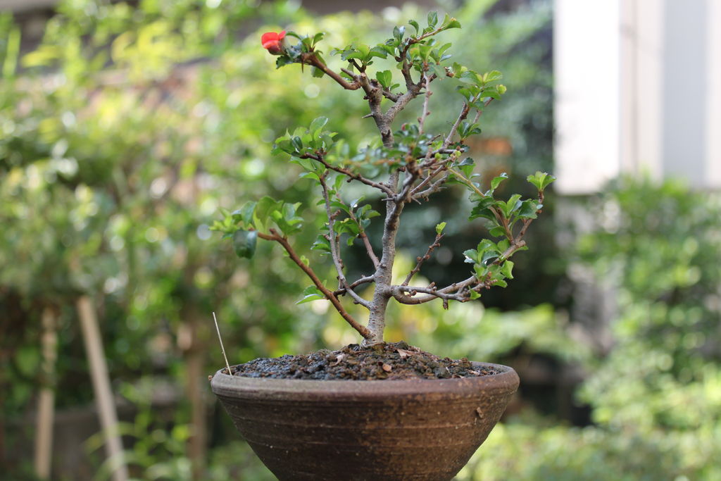 ナツハゼ？鉢付き盆栽 ナツハゼの紅葉 : ヒロシのミニミニ盆栽ワールド