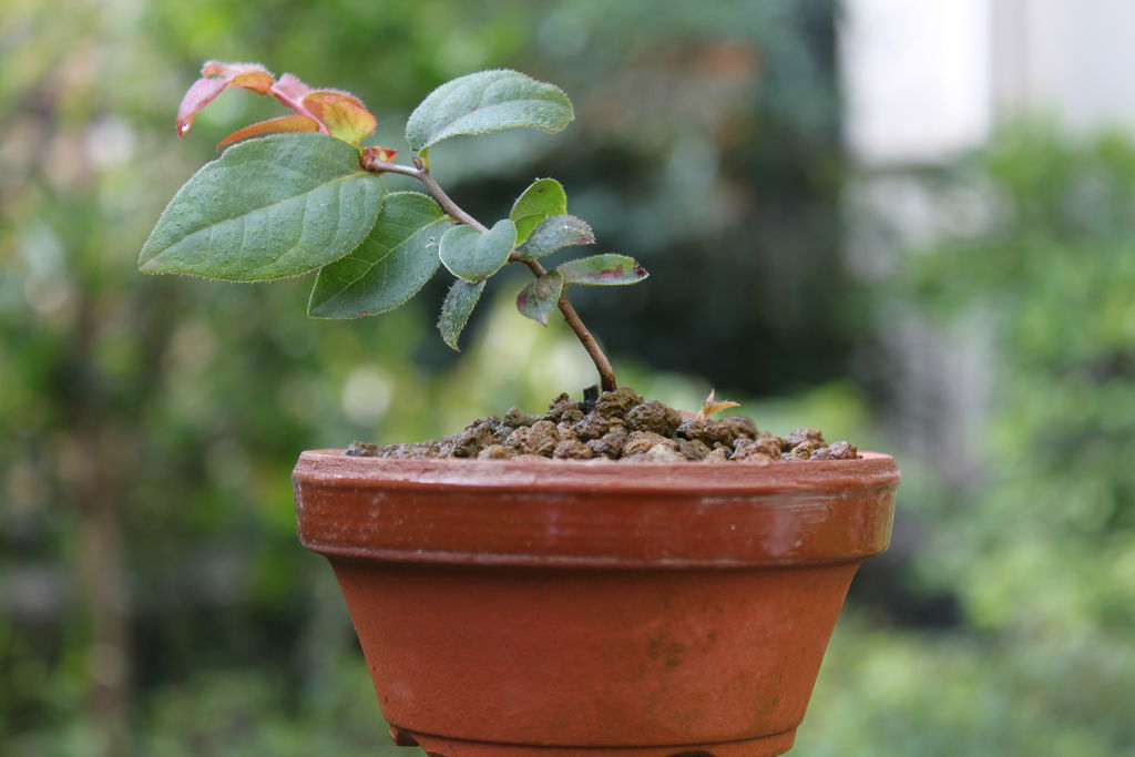 ナツハゼの紅葉 : ヒロシのミニミニ盆栽ワールド