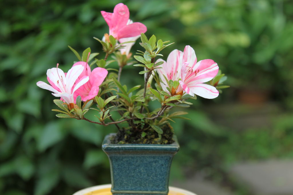 皐月の小品盆栽 ヒロシのミニミニ盆栽ワールド