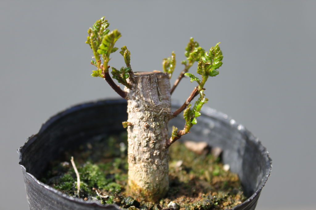 山椒の木 : ヒロシのミニミニ盆栽ワールド