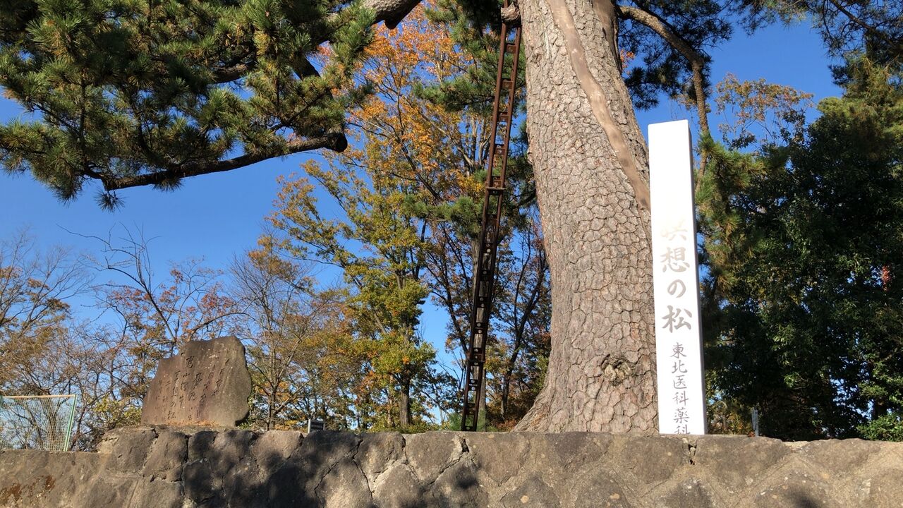 瞑想の松展望台 ｔｈｅ 仙台生活 仙台の情報発信