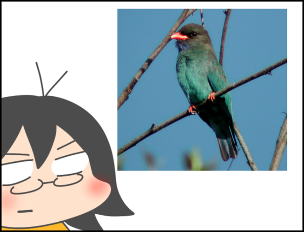 ブッポウソウがいい : 唐沢ジャンボリー