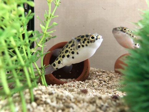 フグ飼い 唐沢ジャンボリー