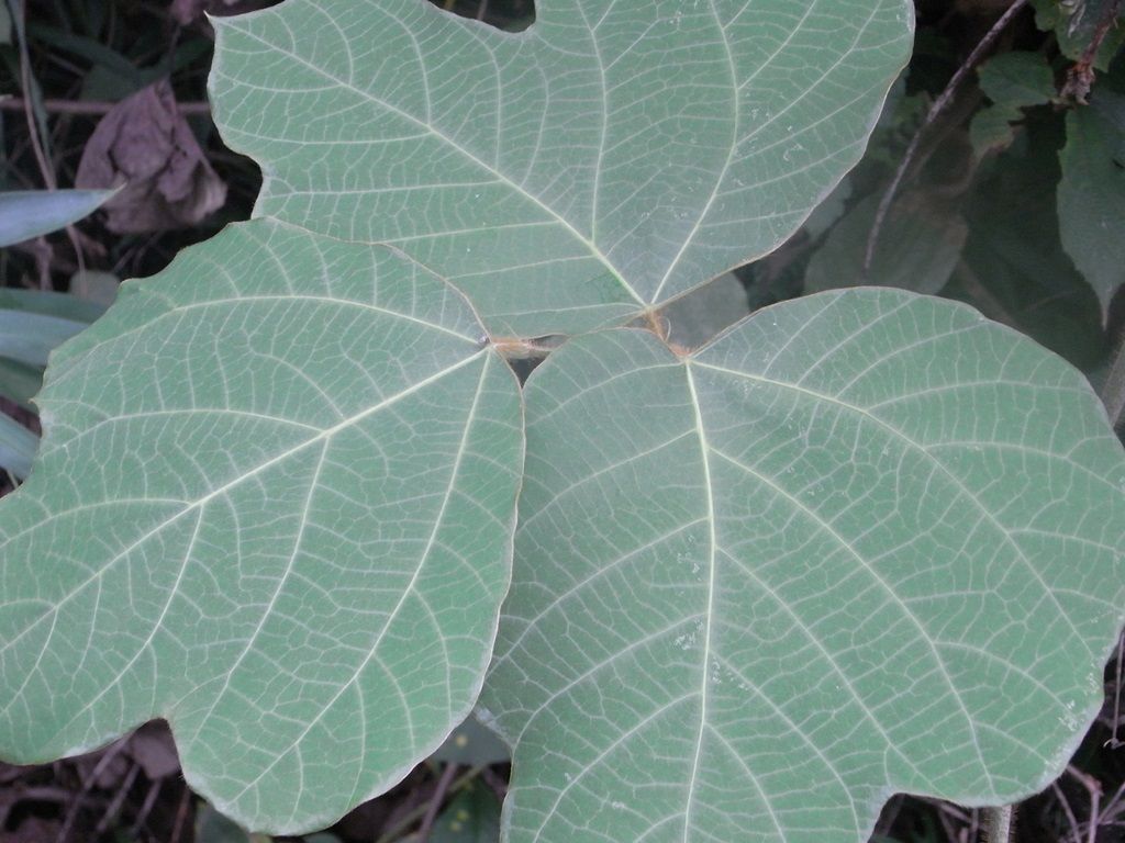 秋の七草 クズの葉 考 図書館のねずみ