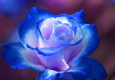 Blue-Rose1