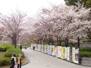 桜のキャンパス2