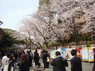 桜が祝福