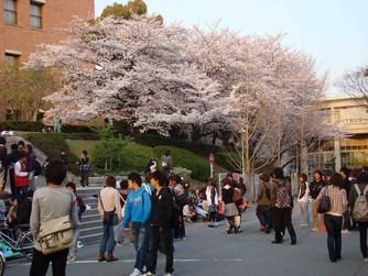関大の桜