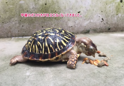 スクリーンショット_061916_010226_PM