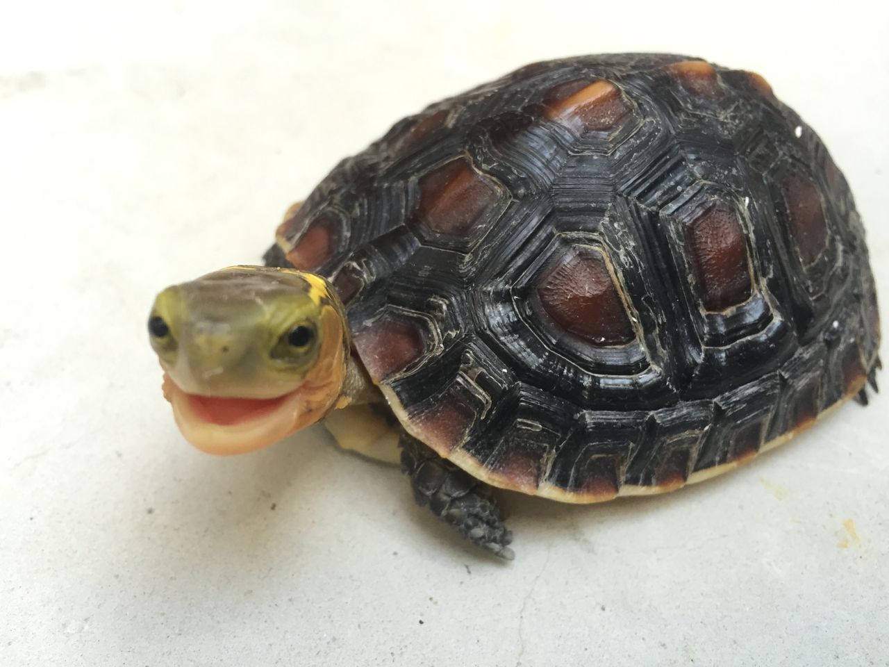 キタニシキハコガメとセマルハコガメの性質 ハコガメと沖縄で暮らす日々 キタニシキハコガメとセマルハコガメの性質 ハコガメと沖縄で暮らす日々