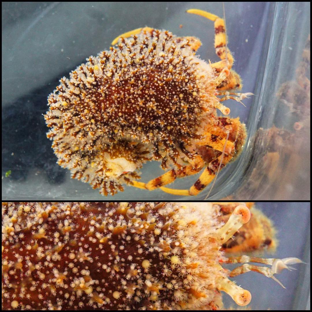 イガグリホンヤドカリとイガグリガイ 自然科学っておもしろい イガグリホンヤドカリとイガグリガイ 自然科学っておもしろい