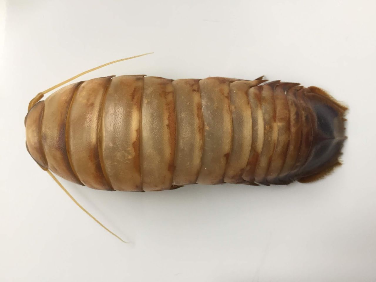 オオグソクムシ匹を飼ってみた 自然科学っておもしろい オオグソクムシ匹を飼ってみた 自然科学っておもしろい