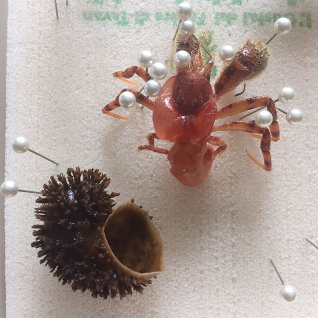 イガグリホンヤドカリとイガグリガイ 自然科学っておもしろい