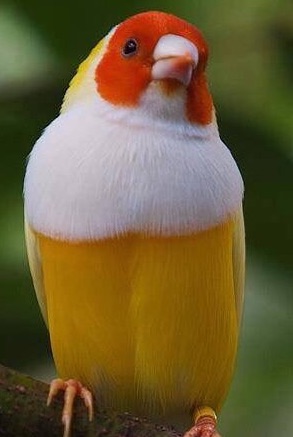ツイカス「ビールみたいな鳥見つけたw」ワイ「はいはい嘘松嘘松(クソデカ溜め息)」