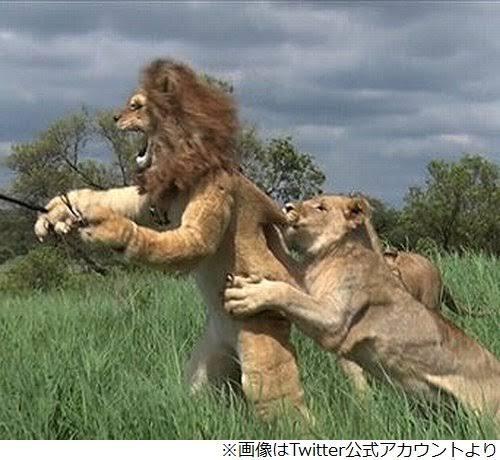 【画像】狩野英孝、ライオンに襲われる