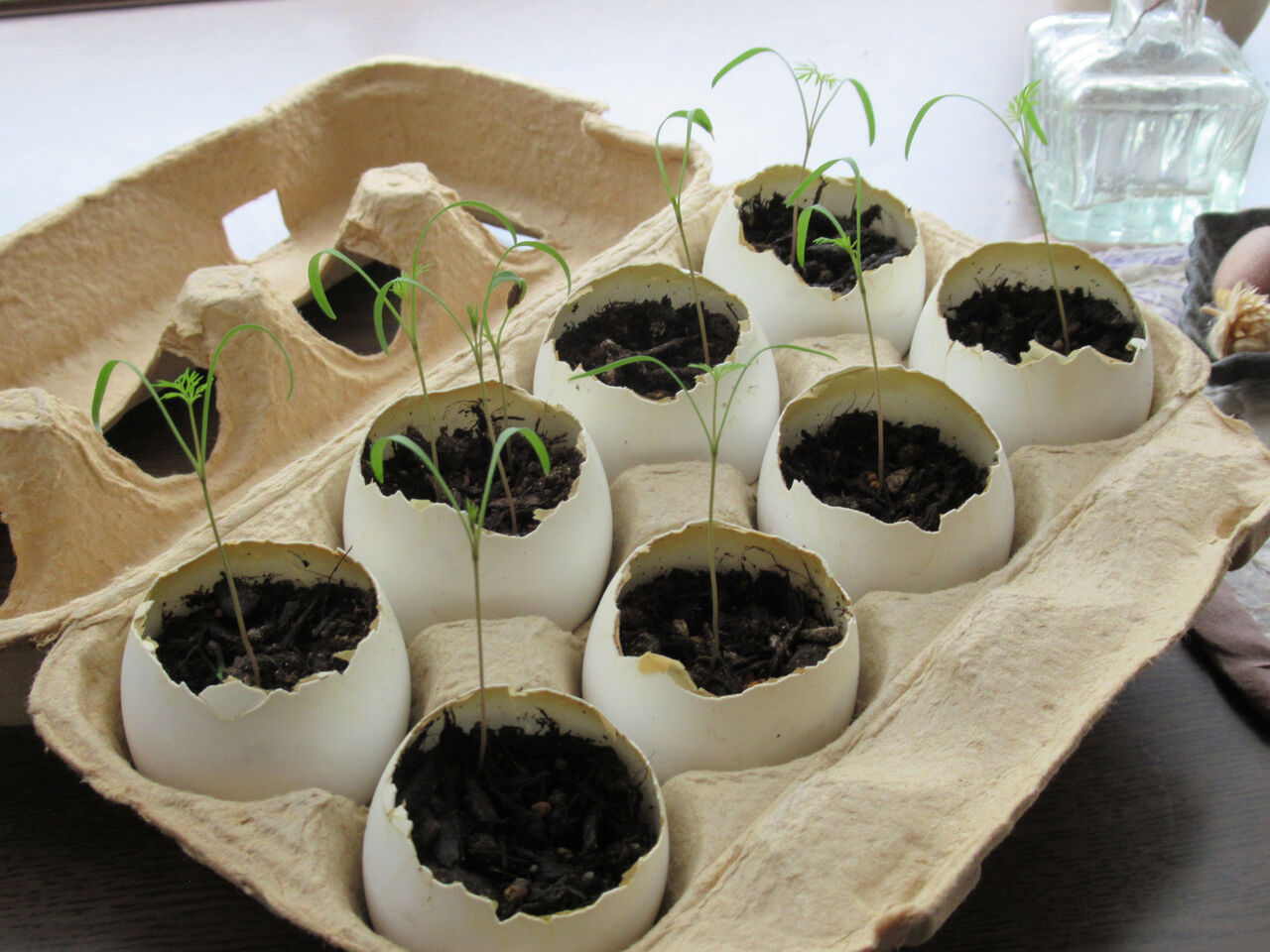 卵の殻のプランター ガレージスタジオ