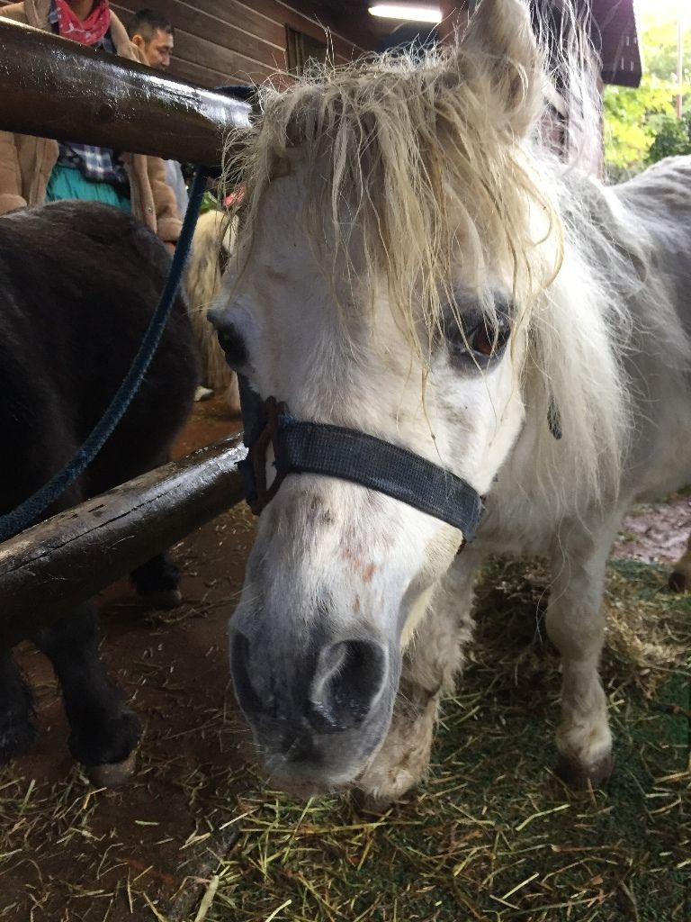 富士サファリパーク 夕焼け観測倶楽部