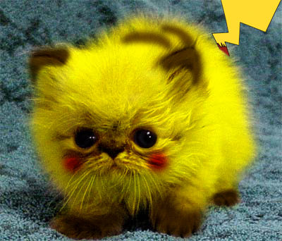 画像あり ピカチュウ犬 染色し大炎上 ひどい虐待だ 怒りに震える やなさっての風 画像あり ピカチュウ犬 染色し大炎上 ひどい虐待だ 怒りに震える やなさっての風