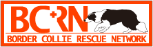 Border Collie Rescue Network
