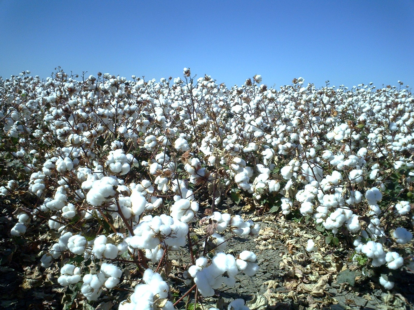 豪州綿花はこうして出荷されるのだ 泰国会社繊維部門