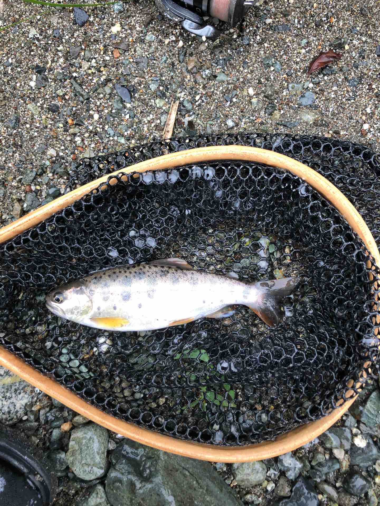 9月6日 鹿留川 桂川 渓流ルアー ボロ雑巾が行く