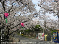 和泉市黒鳥山公園の桜(2)和泉市黒鳥山公園花見画像