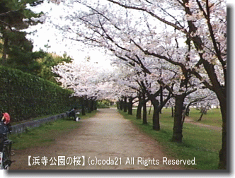 4／12（火）【浜寺公園の桜】タイトル画像
＠キャツピ＆めん吉の【ぼろくそパパの独り言】
▼クリックで1280×960ピクセルに拡大します。