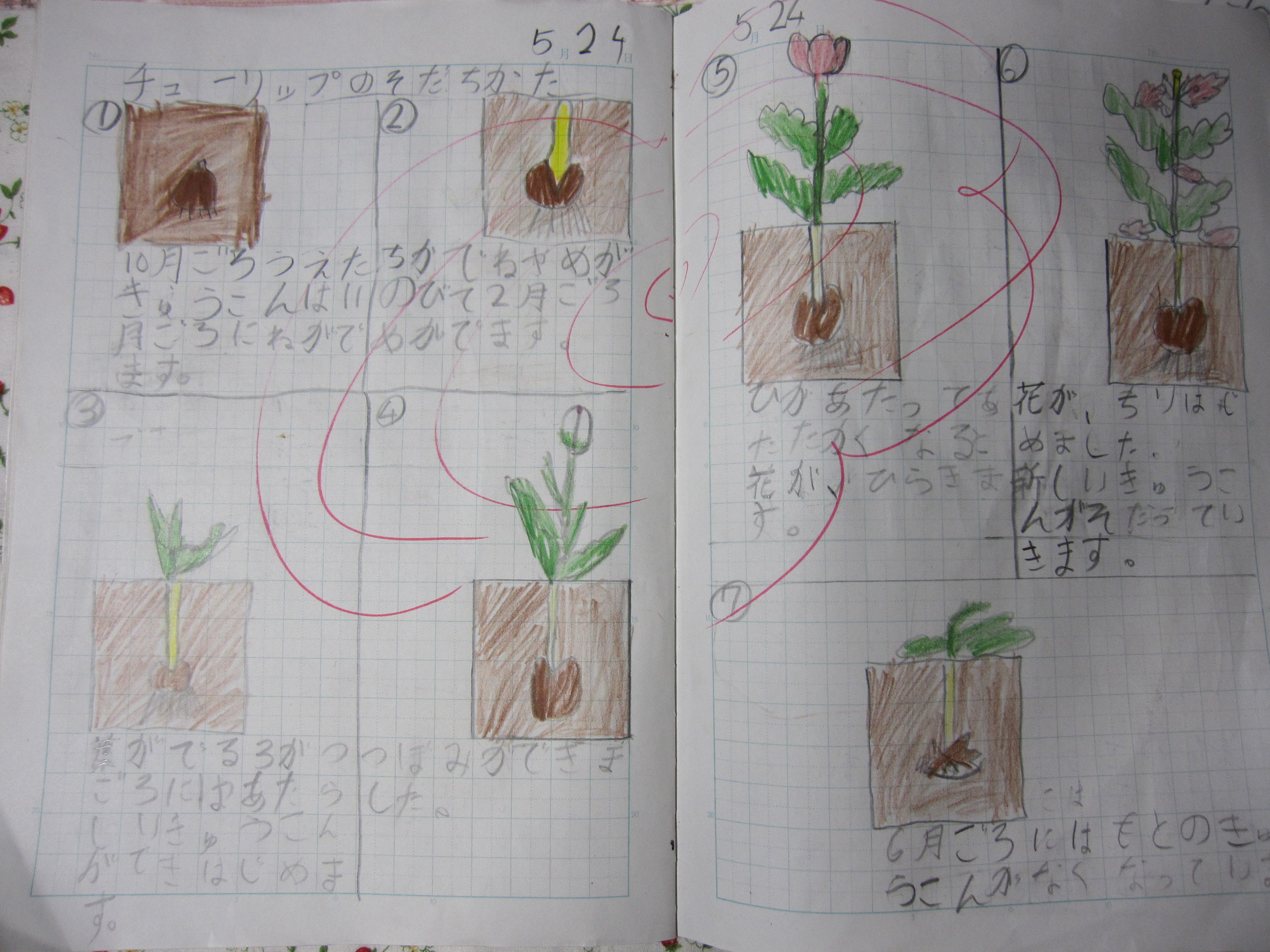 観察日記 桜梅桃李 それぞれの花を咲かせよう