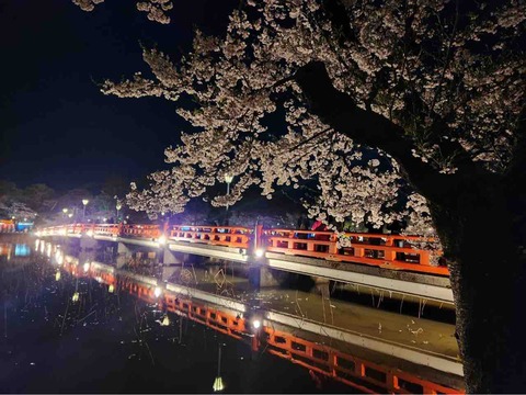 『高田城址公園観桜会🌸』in上越市