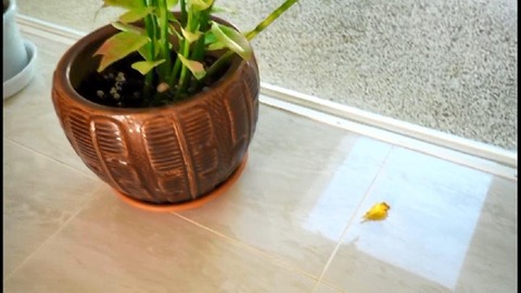 PDVD_638