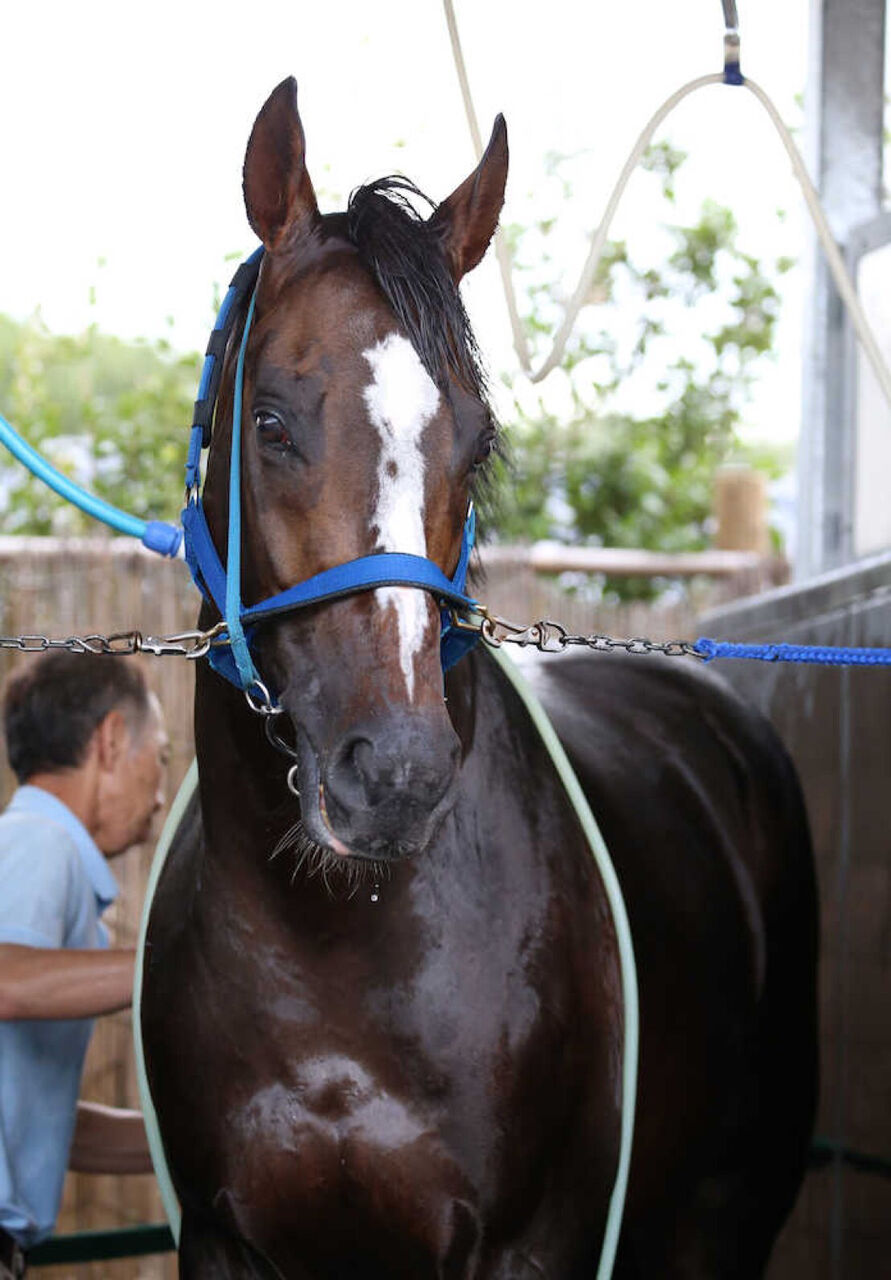 競馬 トウカイテイオー ガチでイケメンすぎるwwwwwwwwwwwwww オルフェンズの仔 競馬ネタ予想まとめ 競馬 トウカイテイオー ガチでイケメンすぎるwwwwwwwwwwwwww オルフェンズの仔 競馬ネタ予想まとめ