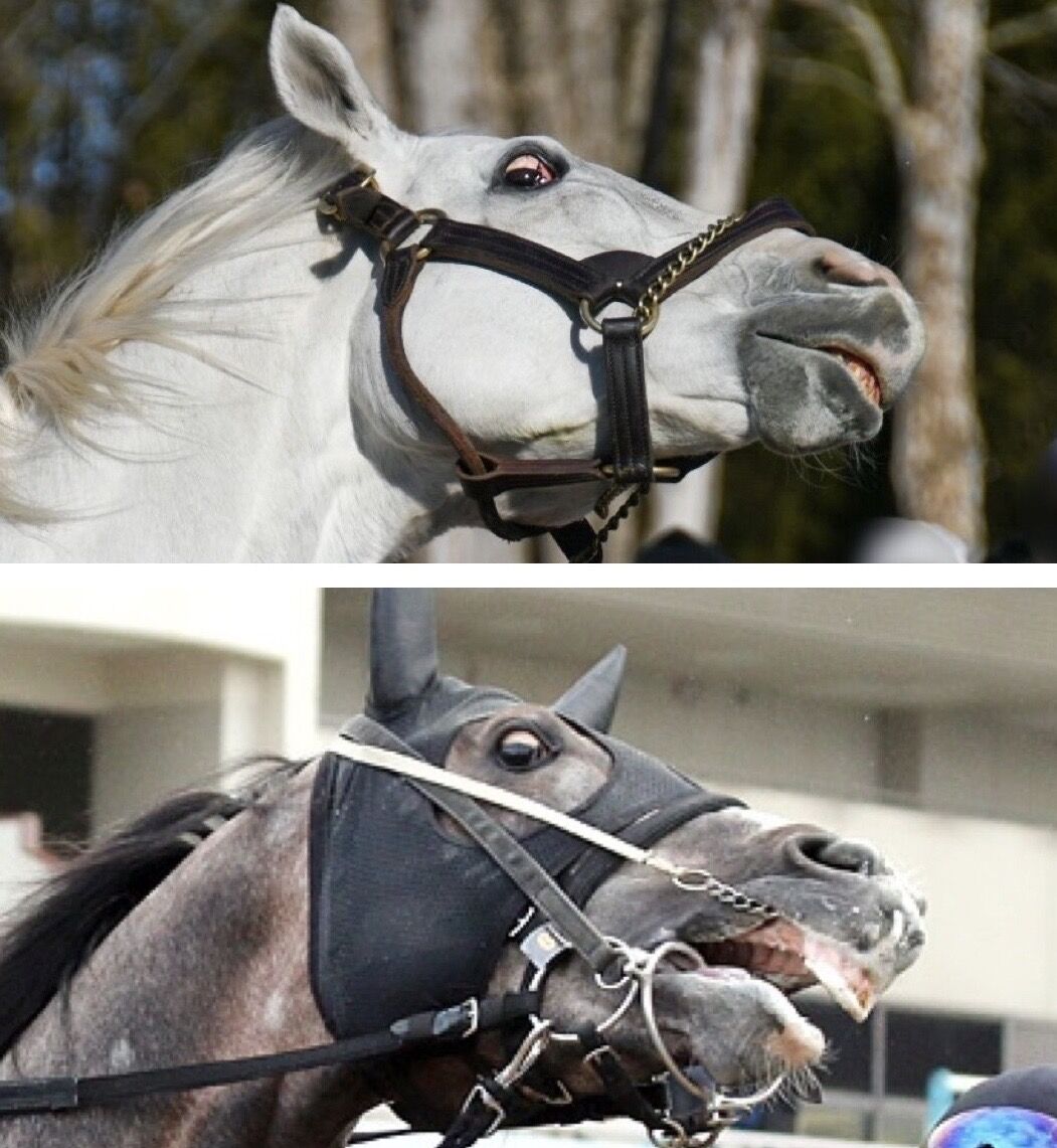 競馬 ゴールドシップとサトノゴールド似すぎワロタ 競馬まとめちゃんねる 競馬 ゴールドシップとサトノゴールド似すぎワロタ 競馬まとめちゃんねる