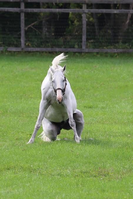 競馬 ゴールドシップ伝説のあのシーンwwwwwwwwwwwwww 競馬まとめちゃんねる 競馬 ゴールドシップ伝説のあのシーンwwwwwwwwwwwwww 競馬まとめちゃんねる