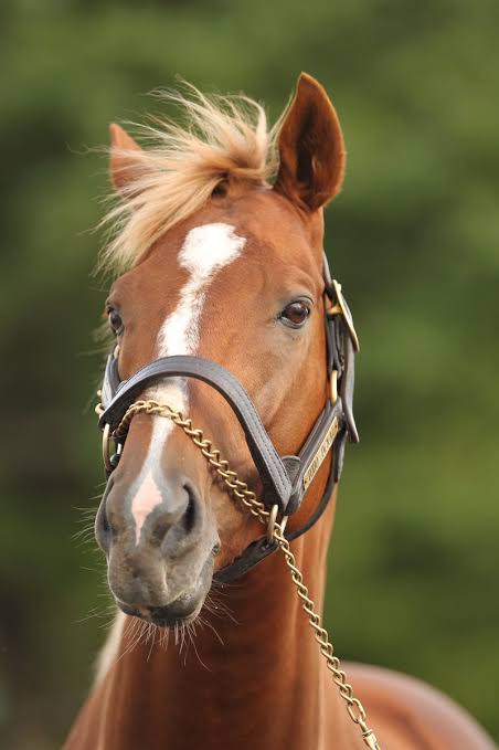 競馬 トウカイテイオー ガチでイケメンすぎるwwwwwwwwwwwwww パチンコハック パチンコ パチスロ解析攻略まとめサイト