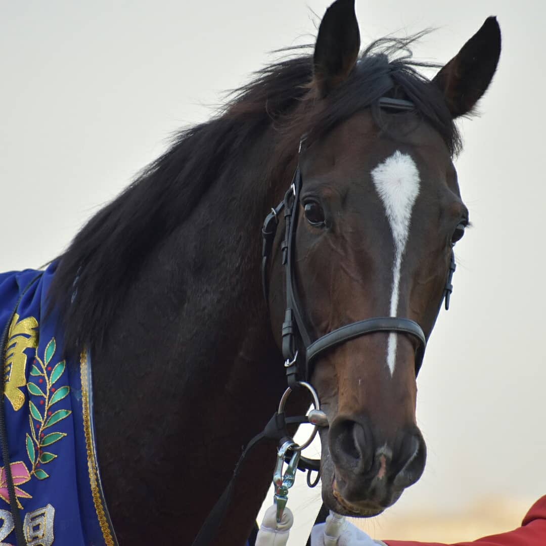 競馬 トウカイテイオー ガチでイケメンすぎるwwwwwwwwwwwwww 競馬まとめちゃんねる 競馬 トウカイテイオー ガチでイケメンすぎるwwwwwwwwwwwwww 競馬まとめちゃんねる