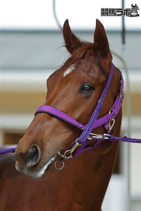 競馬 有村架純ってレッツゴードンキなみに可愛いよな 競馬情報まとめアンテナ