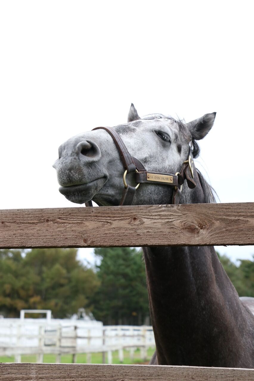 競馬 Jra史上一番イケメンな競走馬wwwwwwwwwwwwww